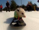 Опоссум прокатился на сноуборде